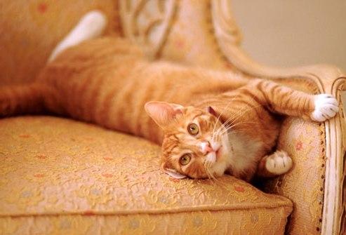 Как избавиться от запаха кошачьей мочи -на ковре, обуви, диване