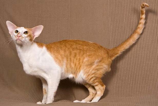Гипоаллергенные породы кошек с фотографиями -  для людей с аллергией