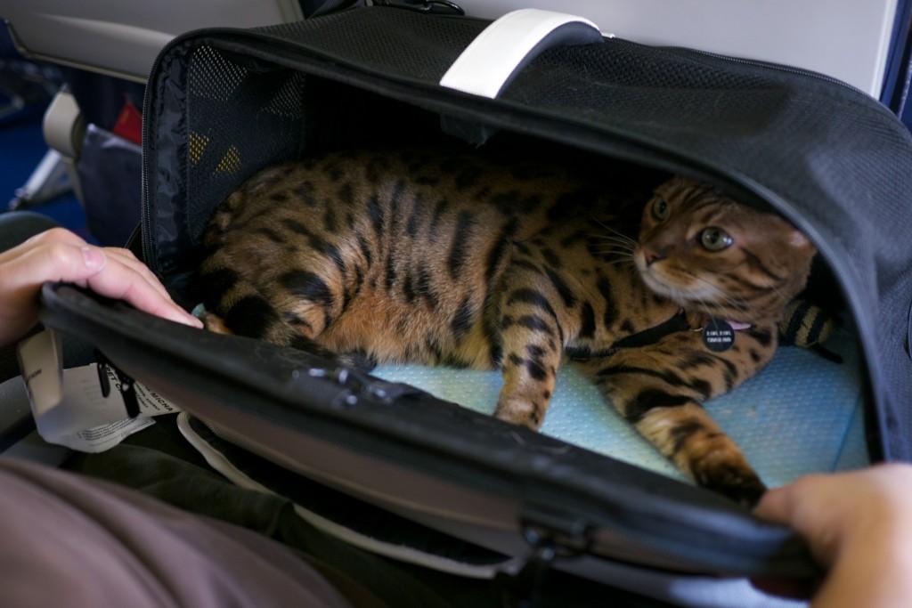 Вывоз кошки за границу - как вывезти домашнего питомца за рубеж