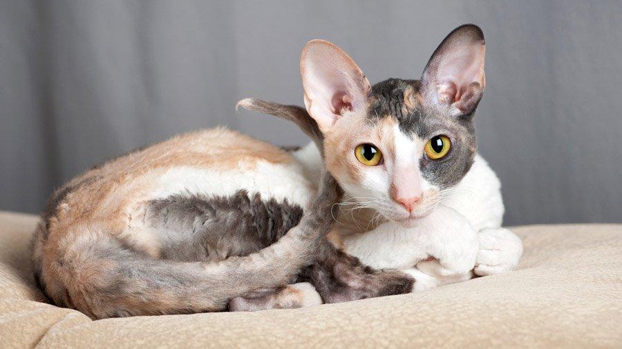 Порода кошек с большими ушами - обзор пород с фотографиями
