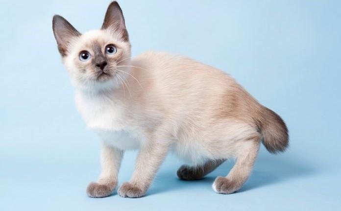 Самая маленькая порода кошек в мире Топ-10 (с фотографиями)