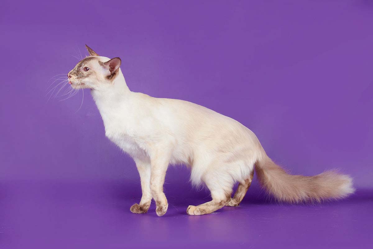Самая маленькая порода кошек в мире Топ-10 (с фотографиями)