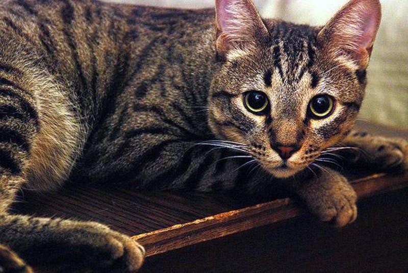Пятнистые кошки: фото, окрас и названиями