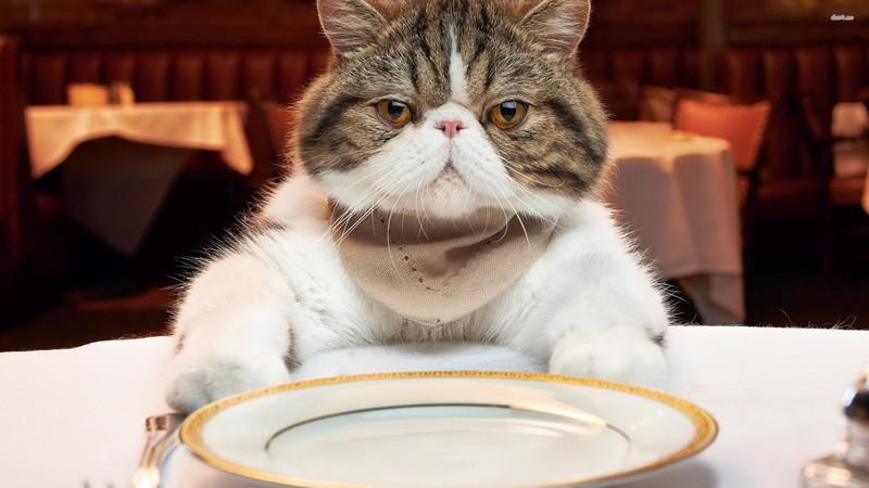 Питание для кошек и котов - как правильно подобрать?