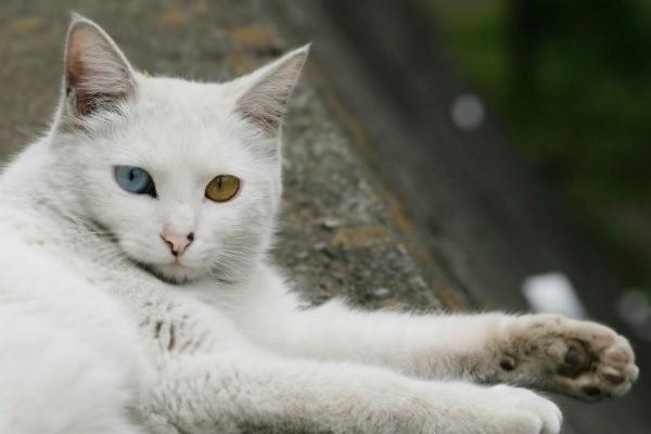 Породы белых кошек