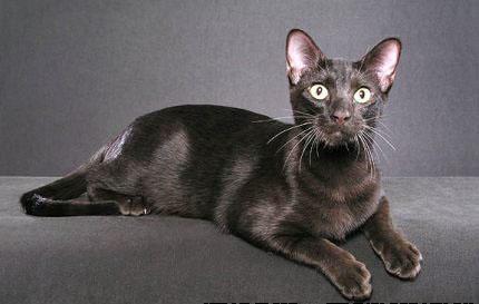 Порода кошек с большими ушами - обзор пород с фотографиями