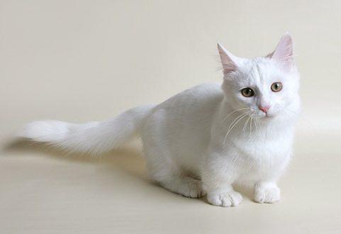 Белые Кошки Породы Фото И Названия