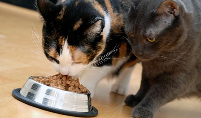 Питание для кошек и котов - как правильно подобрать?