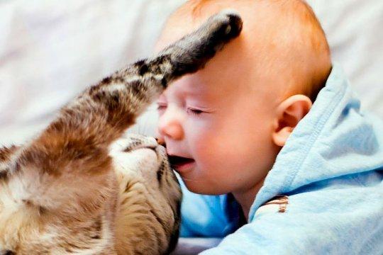 Кошки и маленькие дети