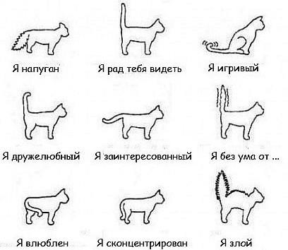 Как понять кошку по хвосту