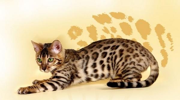 Пятнистые кошки: фото, окрас и названиями