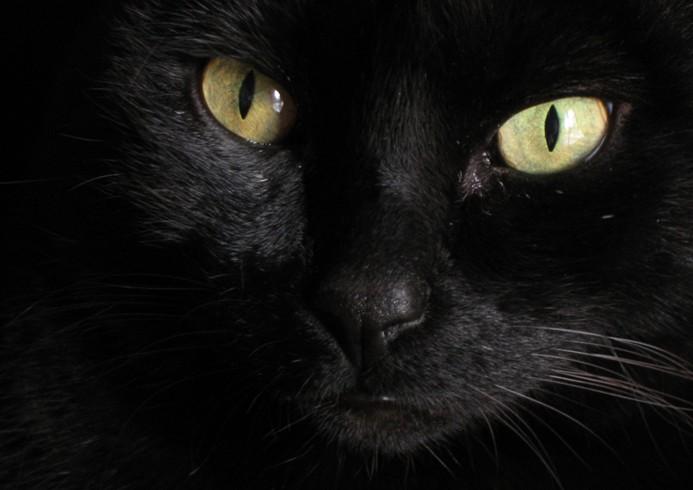 Почему у кошки светятся глаза в темноте