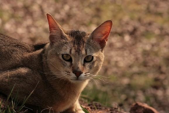 Порода кошек с кисточками на ушах - порода, фото, описание