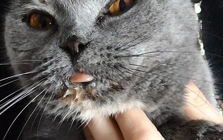 Почему у кошки текут слюни изо рта