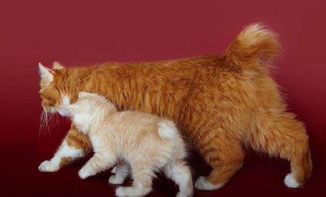 Породы рыжих кошек