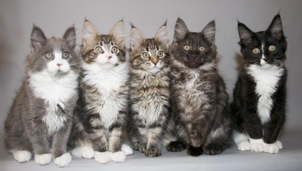 Сколько стоит котенок мейн-куна, и где его можно купить?