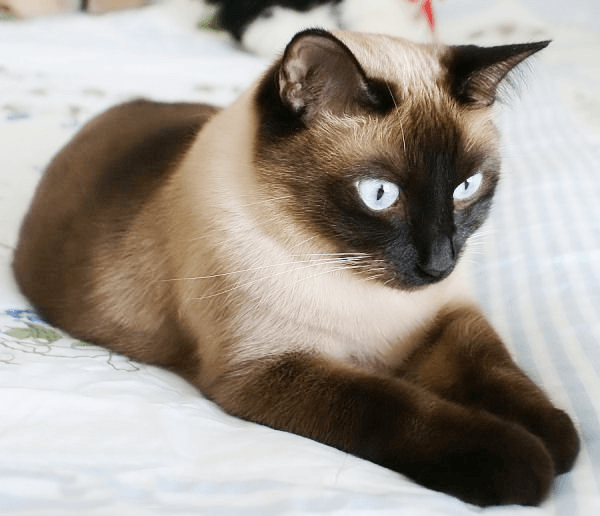 Характер сиамских кошек - особенности поведения