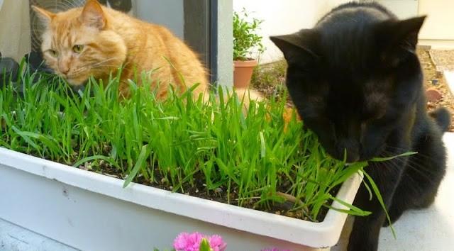 Трава для кошек - как вырастить траву для кошек?