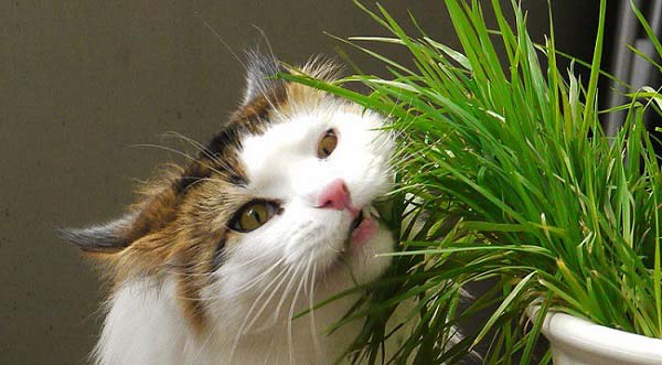 Трава для кошек - как вырастить траву для кошек?