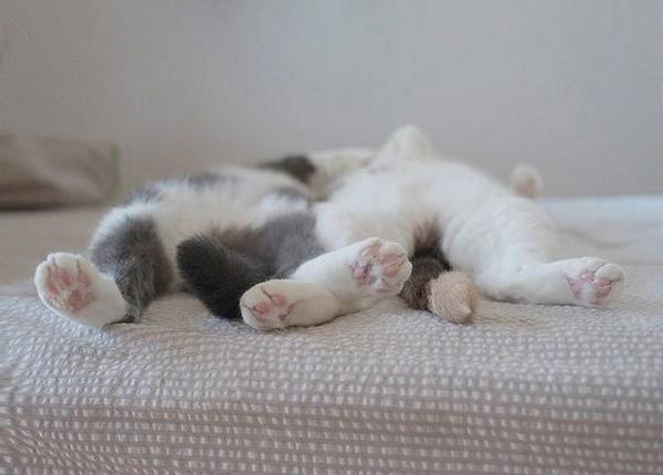 Сколько спят кошки - сколько должен спать котенок