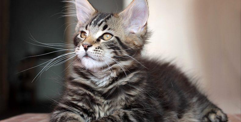 Сколько стоит котенок мейн-куна, и где его можно купить?