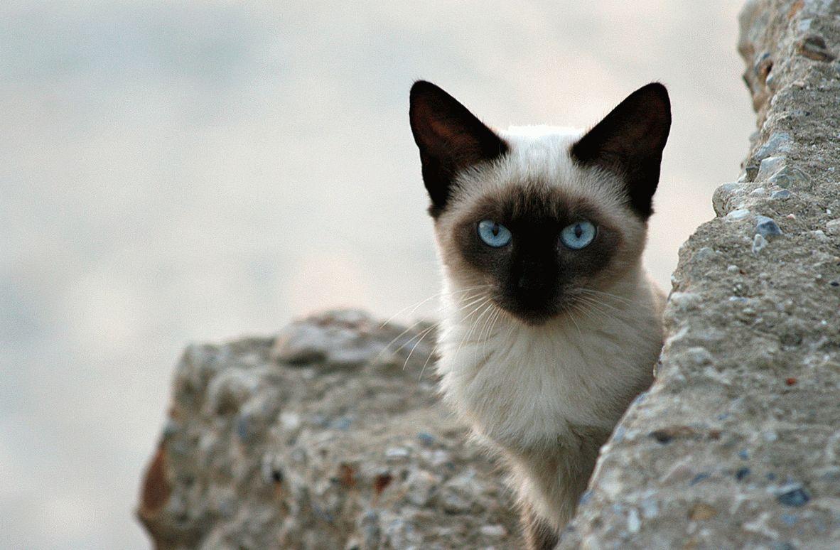 Характер сиамских кошек - особенности поведения