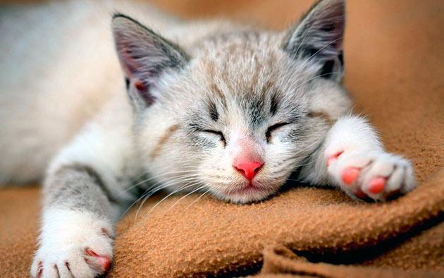 Сколько спят кошки - сколько должен спать котенок