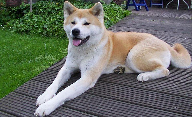 Порода собак «Акита-Ину»