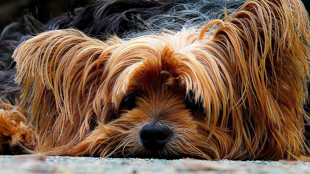 Порода собак Йоркширский Терьер