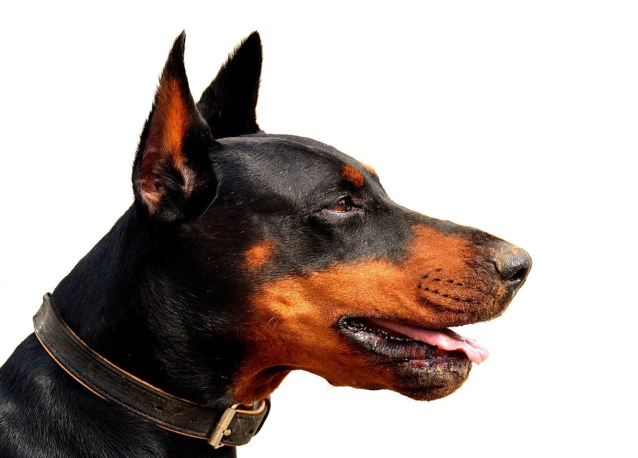 Порода собак Доберман