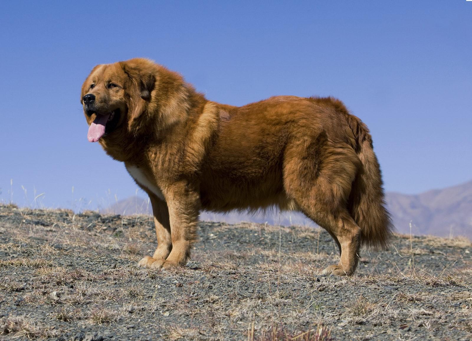 Порода собак Тибетский мастиф
