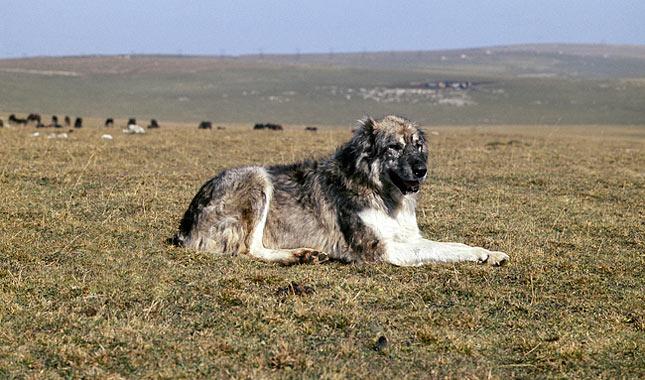 Кавказская овчарка: описание, фото, уход, характер, цена