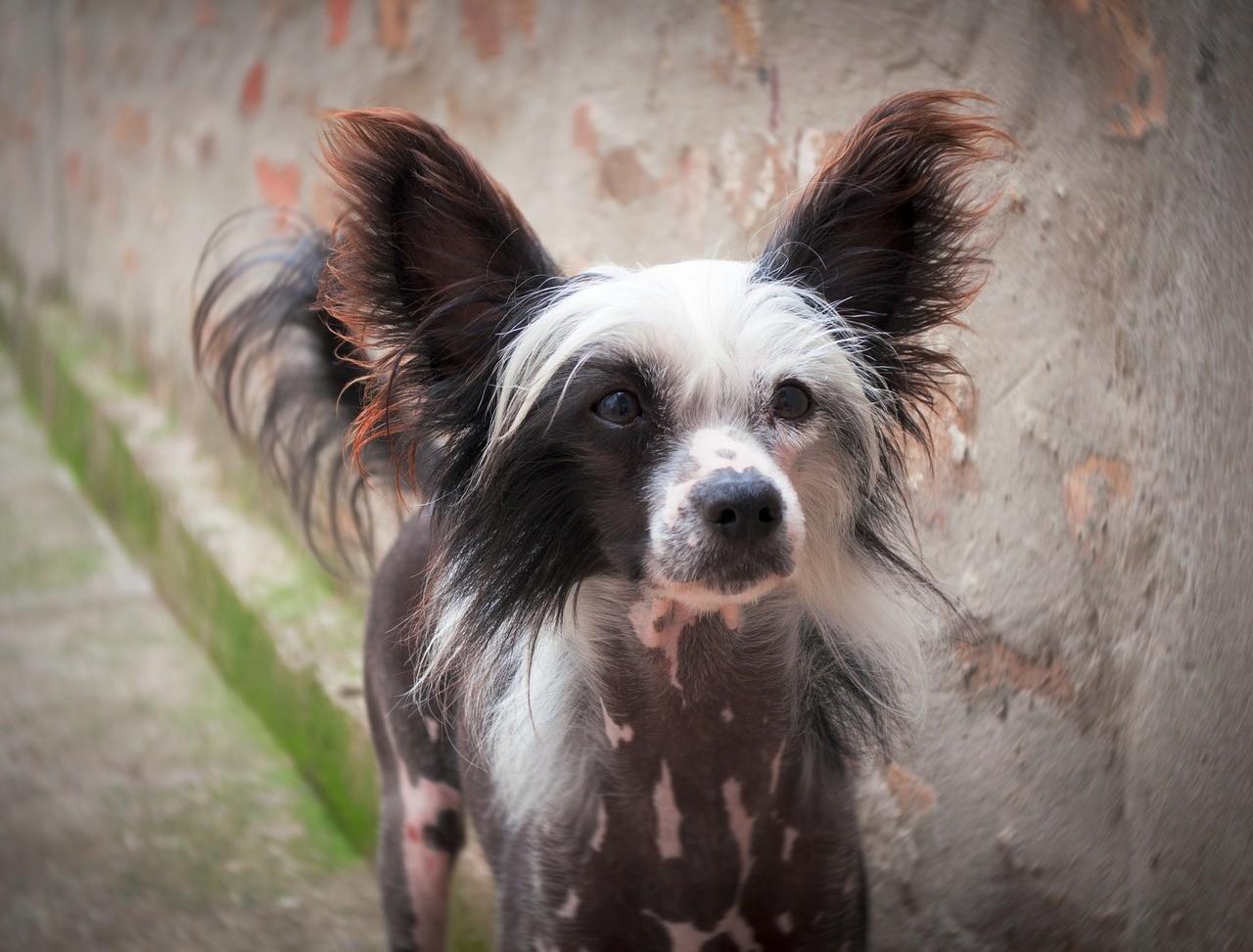Китайская хохлатая собака: описание, фото, уход, характер, цена
