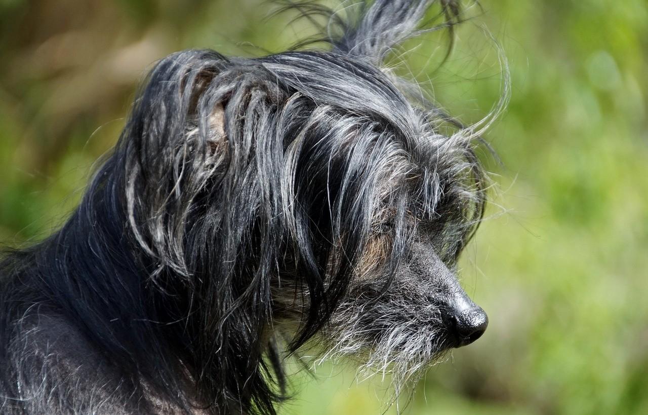 Китайская хохлатая собака: описание, фото, уход, характер, цена
