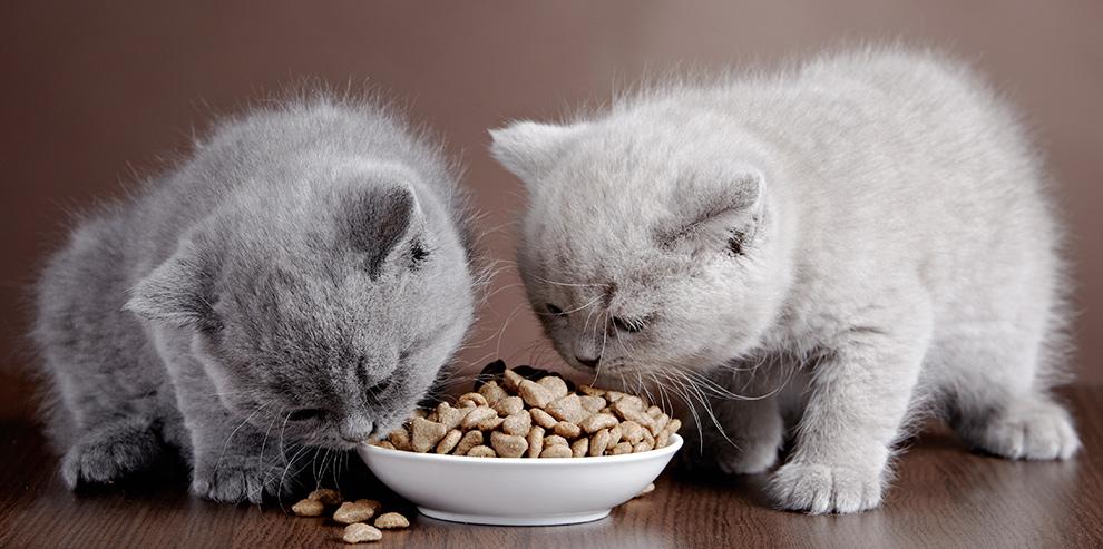 Питание кошки британской породы - кормом для кошек Акана