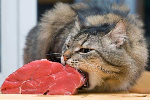 Как приготовить еду для кошек