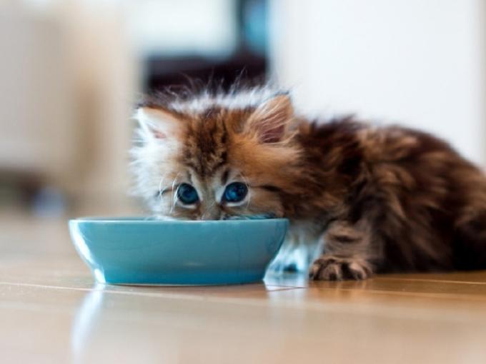 Кормление кошек, натуральная еда или сухой корм?