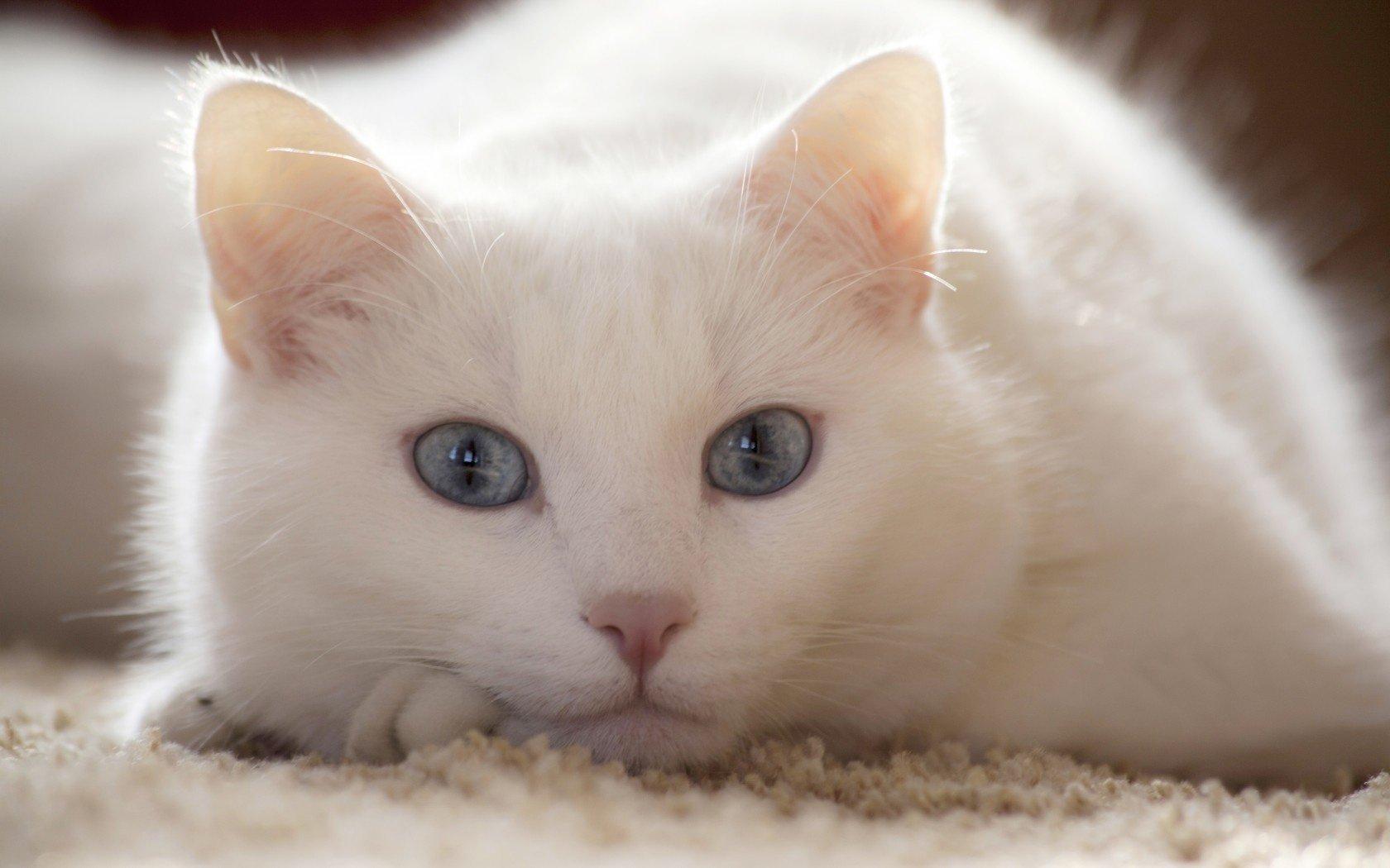 Белый Кот Фото Красивые