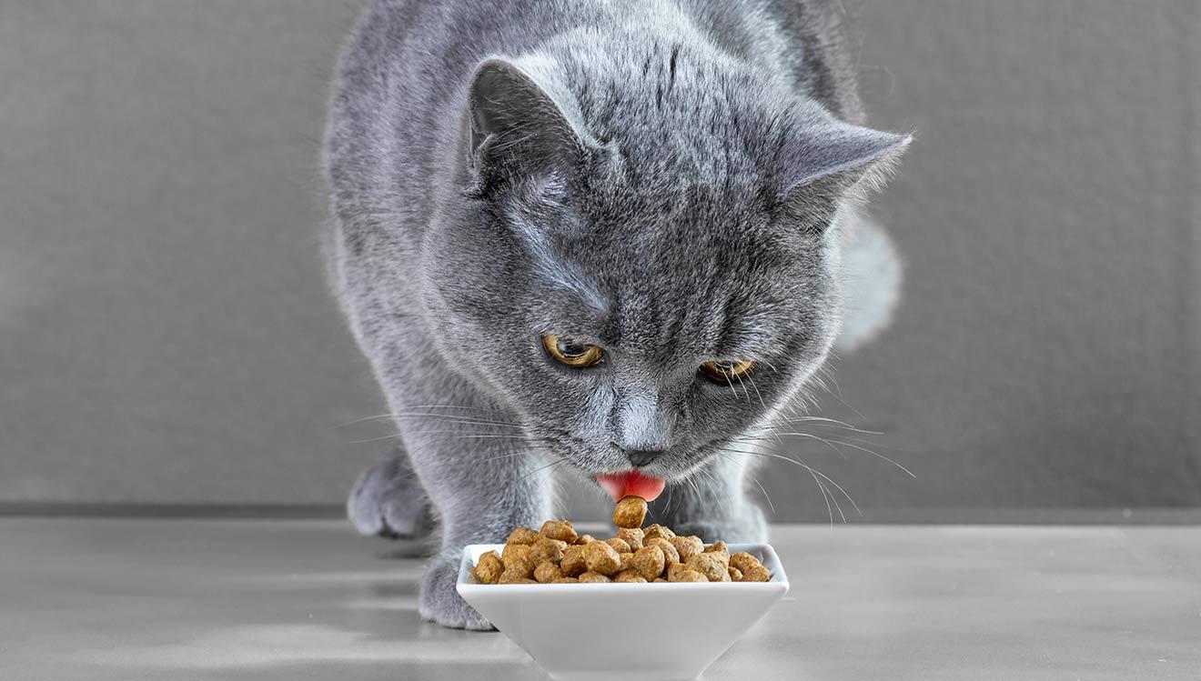 Качественное питание для кошки