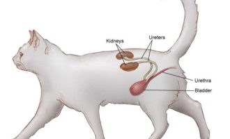 Проблемы мочеполовой системы у животных