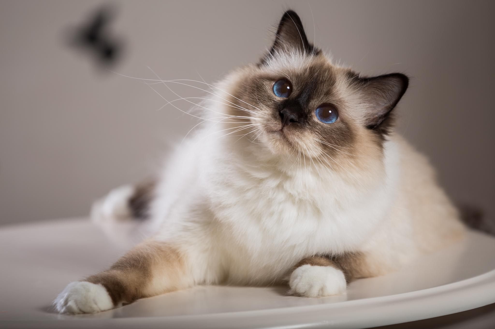 Все о бирманской кошке: что за порода,выбор котенка, как ухаживать и содержать