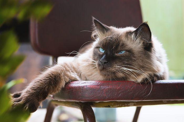Все о бирманской кошке: что за порода,выбор котенка, как ухаживать и содержать