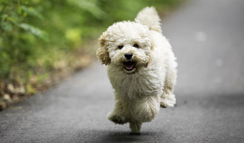 Порода мальтипу: описание миниатюрной собаки, особенности поведения, воспитание и уход