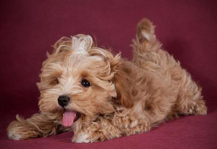Порода мальтипу: описание миниатюрной собаки, особенности поведения, воспитание и уход