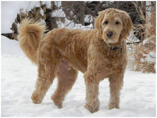 Эксклюзивная порода собак Лабрадудль: фото, описание и уход