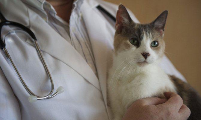 Диарея у кошек: почему возникает и какую помощь оказать