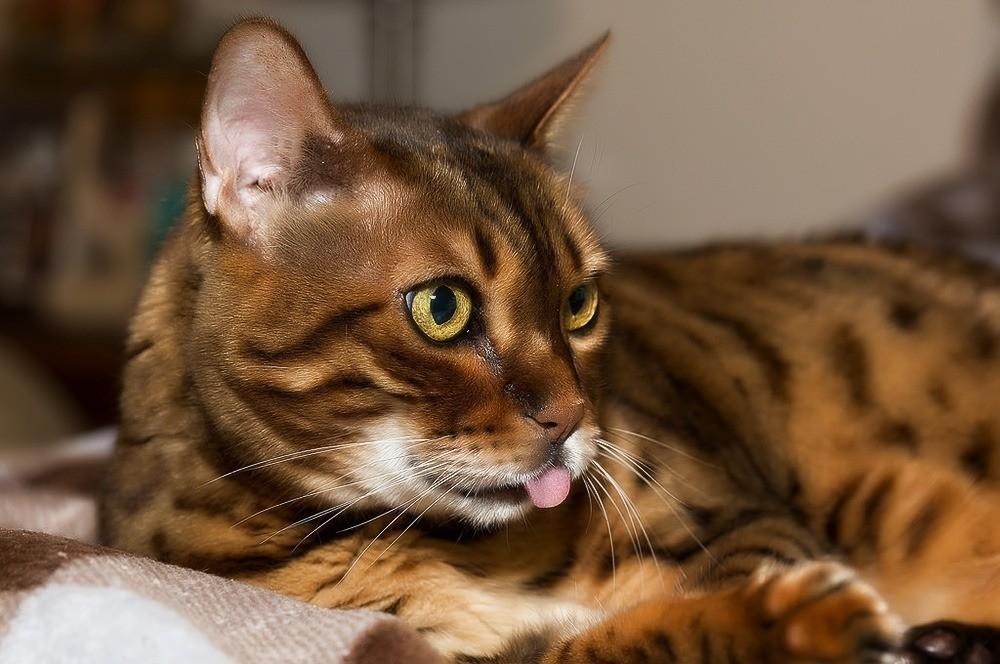 Диарея у кошек: почему возникает и какую помощь оказать