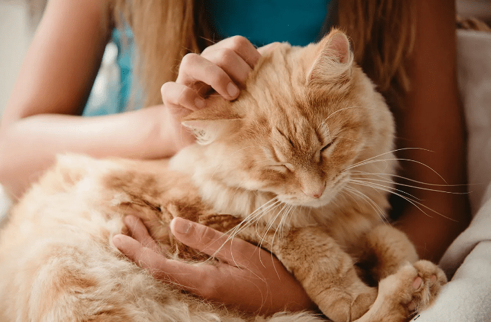 Как сделать укол кошке в холку: инструкция к процедуре в домашних условиях