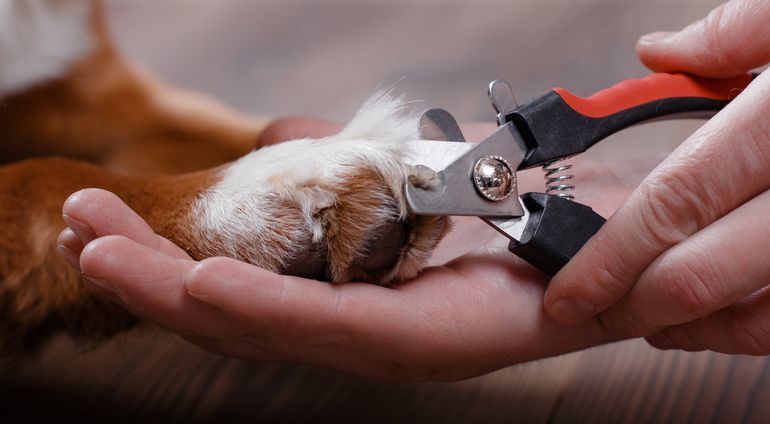 Как правильно стричь когти собаке когтерезкой
