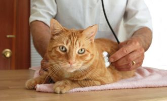 Лечение кошек